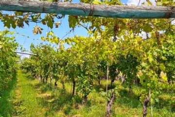 Misure fitosanitarie d'emergenza di contrasto alla flavescenza dorata